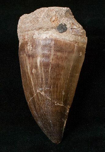 XL Mosasaur (Prognathodon) Tooth #16161